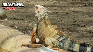 Strong Iguana Taking The Sun