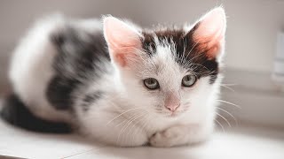 12 hours of music that cats love 😽🎵 Relaxing healing music for cats, calming music for sensitiv...