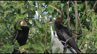 Ep03.  Australasian darter birds She raised her young in the nest very well.