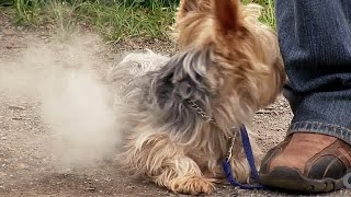 Un chien qui s'enflamme