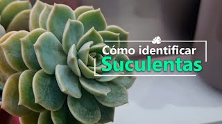 ¿Cómo identificar suculentas?