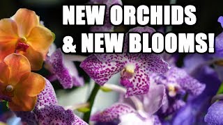 Orchid Haul and What's in Bloom! Getting My Dream Orchid! SUPERBIENS!