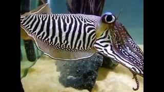 Male cuttlefish aggressive display