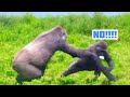 Quick Jabali! Dashes Past Mom with an Onion Bite, Nearly Caught!😆呷百二動作飛快！叼著洋蔥經過媽媽身邊，差點被抓到！