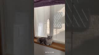 窓辺でまったり弟猫　#cat#catlover #cats #kitten #cute #猫#猫動画 #猫のいる暮らし #猫好きさんと繋がりたい #猫のいる生活#ねこ#子猫 #ミヌエット