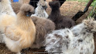 にわとりのお風呂はどうするの？うこっけいのダストバス/ダストシャワー/silkie taking a dust bath/dust shower