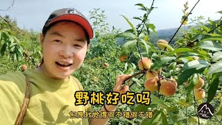 湖南美女高山种植桃树，四年过去了今年丰收了，还是亏损严重