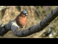 chaffinch birds on the garden tree branch