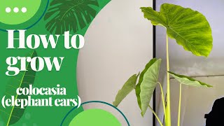 How to grow colocasia esculenta in the uk