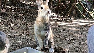 カラスが怖すぎて途中完全に魂が抜けちゃったうさぎｗ