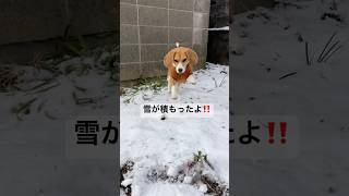 雪積もりました☃️