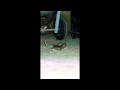 Mouse's Soul Goes to Heaven Caught on Video