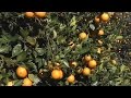 Florida citrus industry under attack from disease