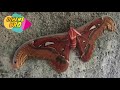 big butterfly atlas moth අැට්ලස්නම් සලභය ලංකාවේදී හමුවන ලොව විශාලතම සලභයන්ගෙන් කෙනෙක්