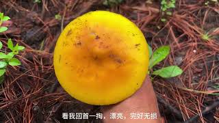 小伙上山采蘑菇刚上山就觉得不对劲，赶紧寻找一番结果误入菌窝