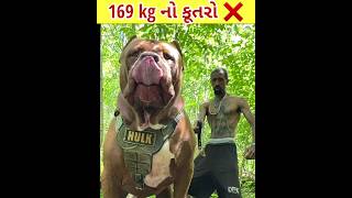 169 kg નો શિકારી કૂતરો 🤯😵❌ #shorts #viralshorts #shortfeed #hamoj8282 #dog #કૂતરો