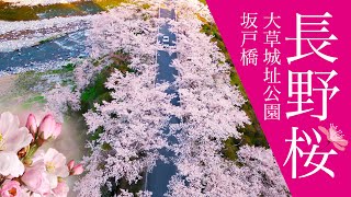 長野桜 坂戸橋をドローン撮影・大草城趾公園【4K】南アルプス、桜、花見、春、伊那郡、中川村、信州、Nagano