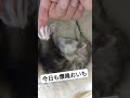 【爆睡フェレット】 フェレット フェレットのいる生活 フェレットワールド 可愛い ferret 癒し