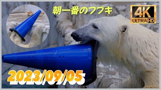 青いコーンを帽子代わりにするフブキ 〜【東山動物園】2023/09/05 〜 火曜日