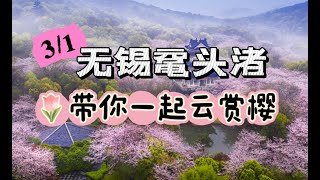 2024Wuxi Yuantouzhu cherry blossoms   3月1日 来无锡鼋头渚带你一起云赏樱