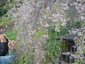 三春滝桜　2012年4月30日　午前6時 1