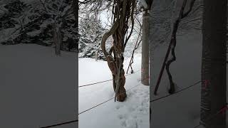 札幌✨中島公園❄　川も　池🌊も　雪で　真っ白でした✨