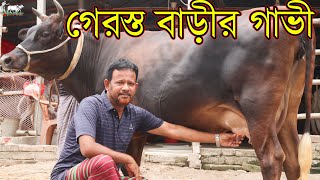 আজকে সবগুলো গেরস্ত বাড়ীর থেকে কেনা গাভীর প্রতিবেদন। মাত্র ১৫০ হাজার টাকা থেকে গাভী দেখুন।KRISHI TV