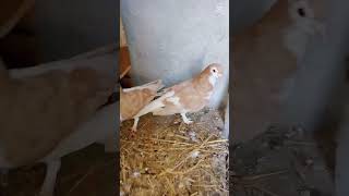 Pigeon #pigeon #youtube #kabootar Crazy Pigeon