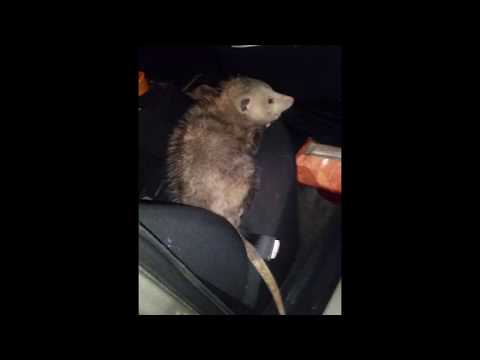 Opossum Poop?! Opossum Poop?!