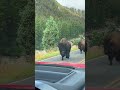 Here comes the bison 😮