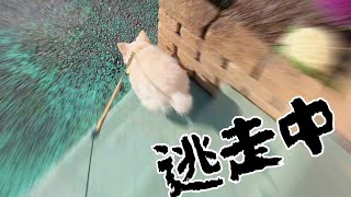 美容室を嫌がるチワワが長年の我慢の末とうとう逃走！Dog running away