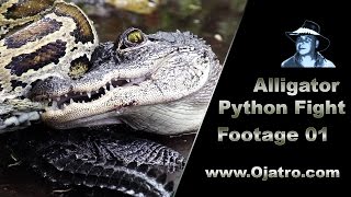 Small Alligator vs Big Python 01 Stock Footage