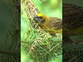 Weaver Bird | Busy Weaving a Beautiful Home