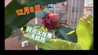 【图安一记】12月8日菜园还有好多火龙果没成熟，1号播种的豌豆出苗了Many Green  Dragon Fruit on Dec. 8th, Garden Pea has germinated