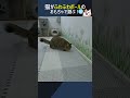 猫がふわふわボールのおもちゃで遊ぶ！