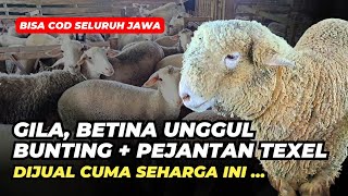 Review Harga Domba Bunting Dengan Pejantan Texel Cuma 1,4 JT | @AGROTV9