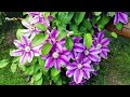 10 perennial flowers that bloom all summer 🌿 plantdo home u0026 garden