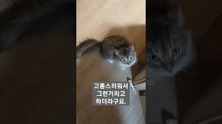 암고양이 발정났을때 몸부림 #노르웨이숲#