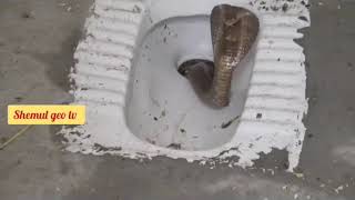 Poisonous snake inside toilet. সবাই টয়লেট ভালো করে দেখে বসবেন, কারন বিষধর সাপ টয়লেটের কমোডের ভিতর