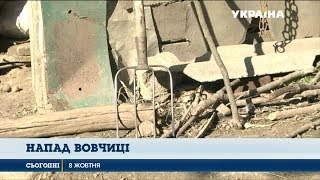 Селянка на Тернопільщині захистила свою родину від вовка