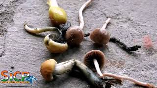 Narrow mushrooms, cannabis for tourists 01