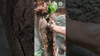 Grafting red apple ber tree/The best grafting techaliques for red apple ber#short#apple ber#youtube.