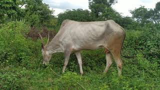 ಹೆಣ್ಣು ಕರುವಿನ ಹಾಲು  ಕರೆಯುವ ಹಸು .....