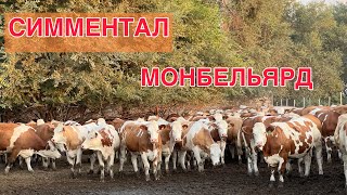 асыл тукум СИММЕНТАЛ монбельярд бооз кунажындары келди 🙌🙌 порода уй издегендерге