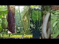 Mga Halaman Pwedeng Itanim sa Tag-init|10+ Veges Crops  can be planted this Hot Summer Season.