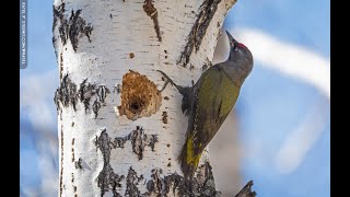 The grey-headed woodpecker (Picus canus)