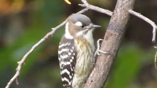 虫を探す後頭部に赤い斑が見えるオスのコゲラ - 群馬県・伊香保森林公園 （野鳥動画）