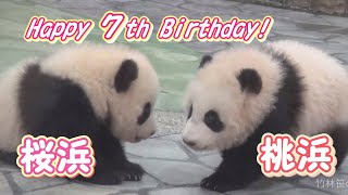 【ハッピーバースデー🎊】🌸桜浜＆桃浜🍑7歳！✨お祝いメモリアル【ふたごパンダ】Giant Panda -Ouhin＆Touhin-☆Happy 7th Birthday!