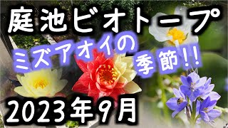 庭池ビオトープ～2023年9月～ミズアオイの季節～