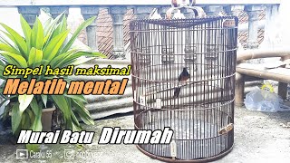 Cara melatih MENTAL MURAI BATU saat dirumah